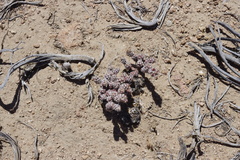 Micropuntia pulchella