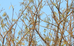 Pericrocotus cinnamomeus