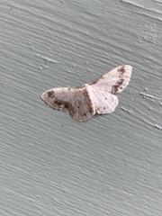 Idaea trigeminata