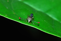 Teleopsis pallifacies