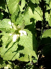 Lamium album