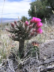 Micropuntia pulchella