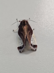 Bertholdia pseudofumida