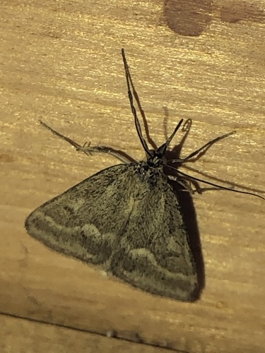One-banded Pyrausta