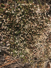 Pyxidanthera brevifolia