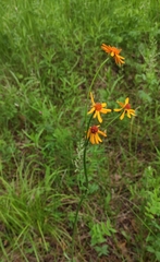 Tephroseris porphyrantha
