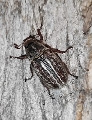 Anoxia australis