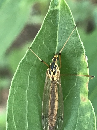 Cranefly photo 5