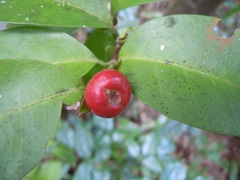 Ixora biflora