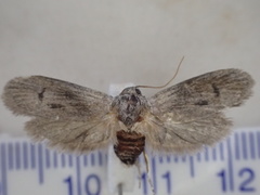 Cyclotorna monocentra