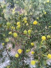 Acacia echinula