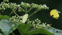 Gandaca harina distanti