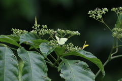 Gandaca harina distanti