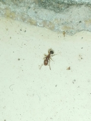 Tetramorium