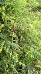 Galium hypocarpium