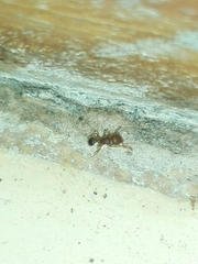 Tetramorium
