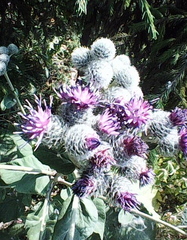 Arctium tomentosum
