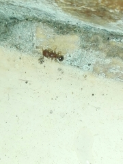 Tetramorium