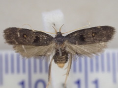 Cophomantella lychnocentra