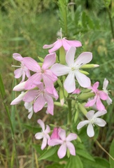 Saponaria officinalis