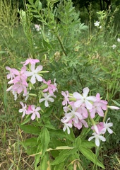 Saponaria officinalis