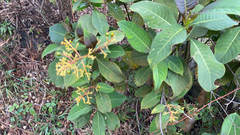 Palicourea padifolia