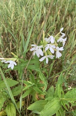 Saponaria officinalis
