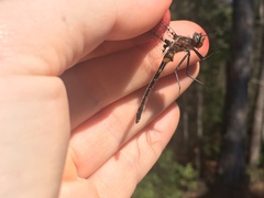 Helocordulia selysii