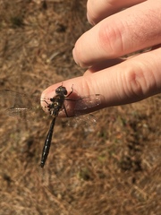 Helocordulia selysii