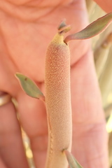 Euphorbia damarana image