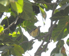 Phylloscopus trochiloides