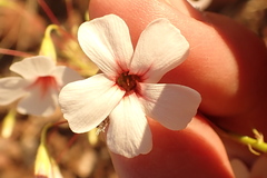 Hermannia amabilis image