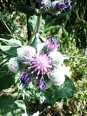 Arctium tomentosum