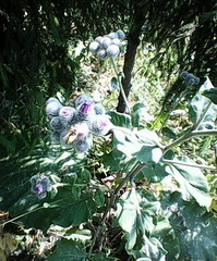 Arctium tomentosum