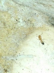 Trichomyrmex destructor