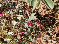 Indigofera monophylla