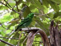 Calyptomena viridis
