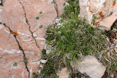 Sesleria sphaerocephala
