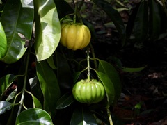 Garcinia atroviridis