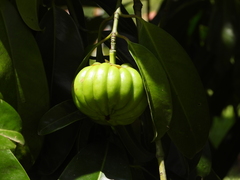 Garcinia atroviridis