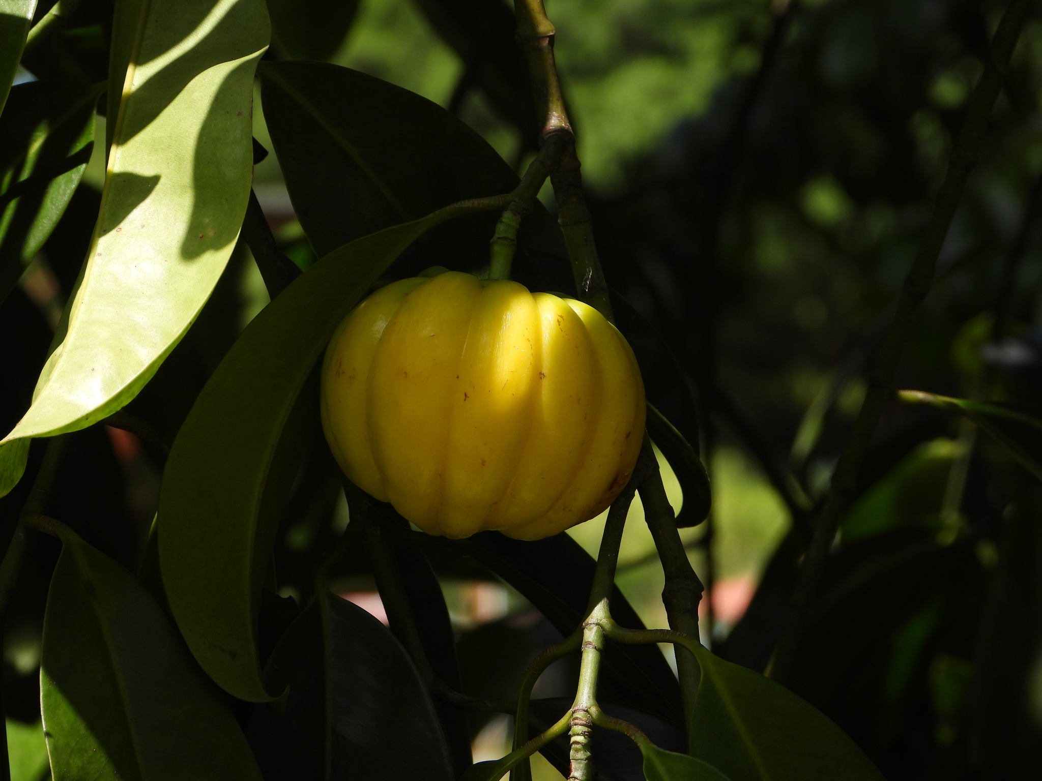 Imagem de Asam-gelugur
