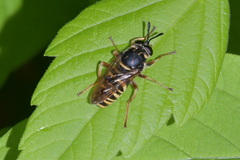 Sphecomyia vespiformis