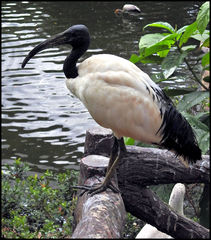 Threskiornis