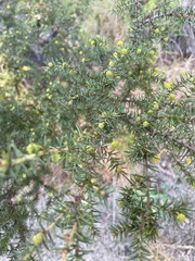 Acacia echinula