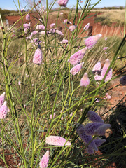 Ptilotus calostachyus