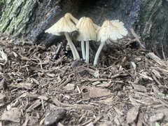 Coprinellus micaceus