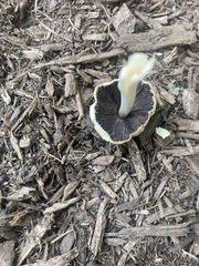 Coprinellus micaceus