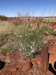 Ptilotus calostachyus