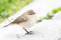 Common Chiffchaff photo 6