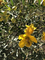 Senna glutinosa
